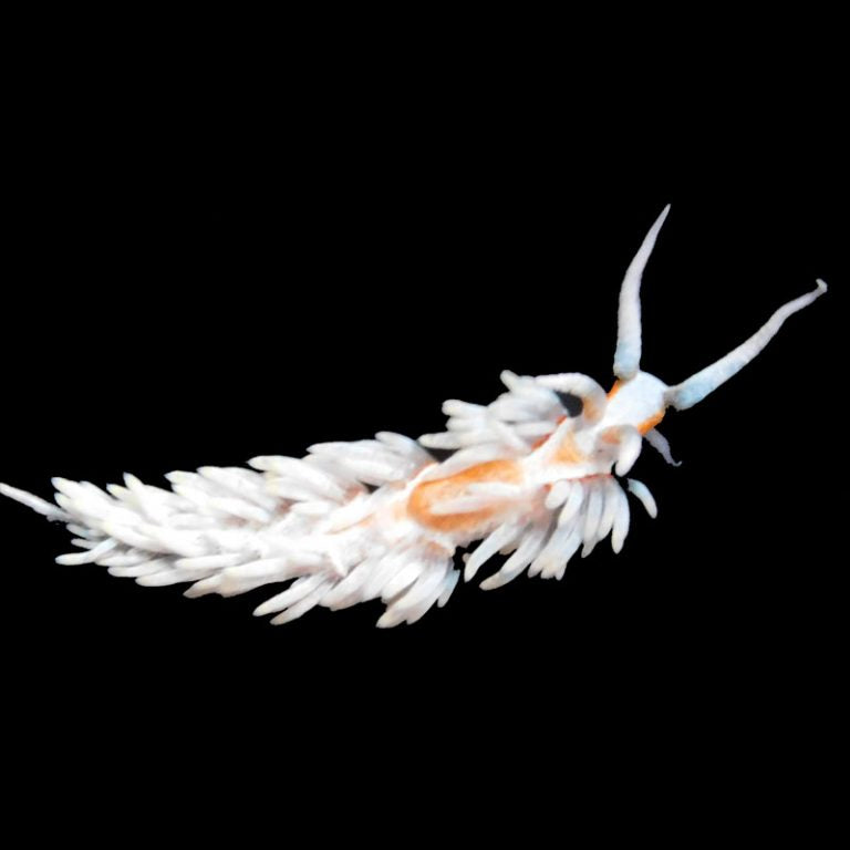 Berghia Nudibranch - 10 pack